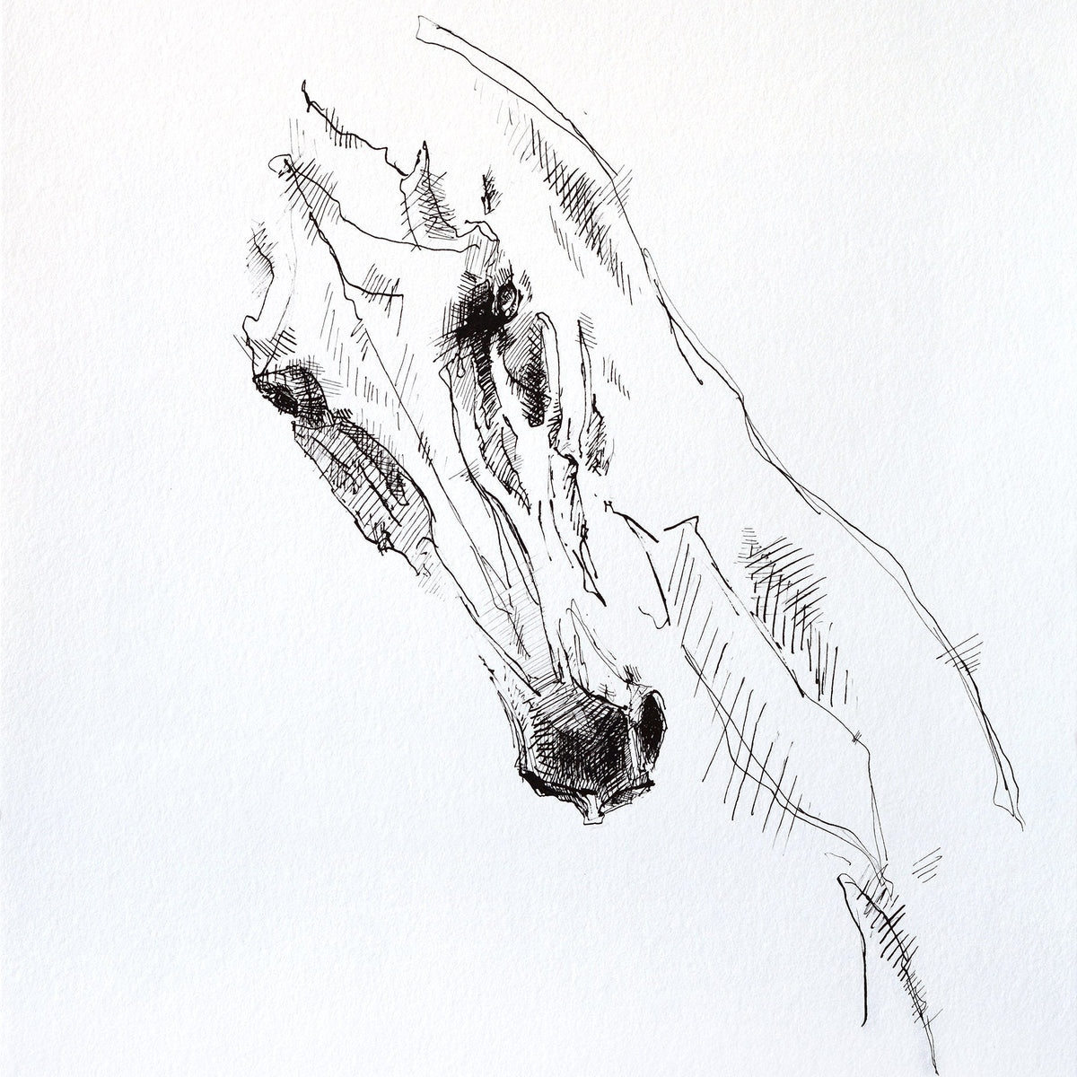 Expression 1a - Horse Head Drawing horse painting by contemporary artist Bénédicte Gelé